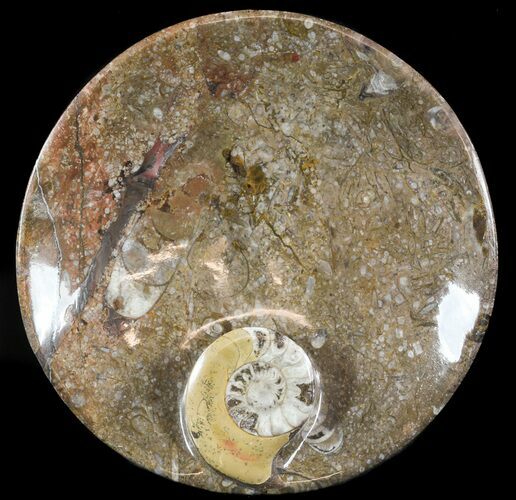 -/ Fossil Goniatite Dish - Stoneware #49397